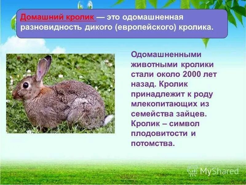 Информация о кроликах. Рассказать о кролике. Сведения о кроликах домашних. Сообщение о кролике. Что человек получает от кролика