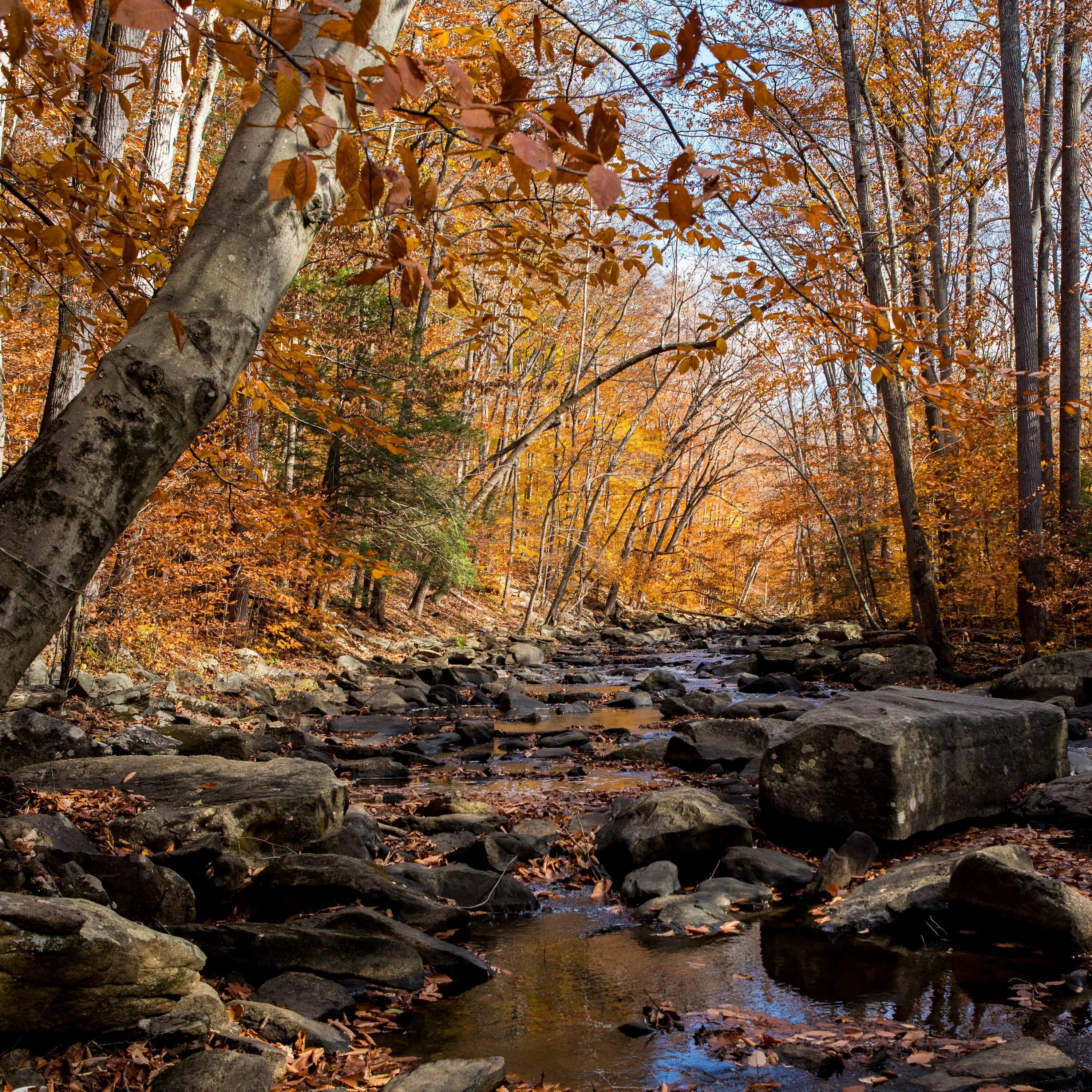 Осенняя река. Осень река. Ручей в осеннем лесу. Осенний пейзаж с ручьём.