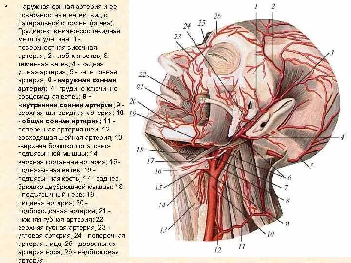 Наружная Сонная артерия и ее ветви схема. Наружная Сонная артерия топография. Области кровоснабжения наружной сонной артерии. Ветви наружной сонной артерии схема.