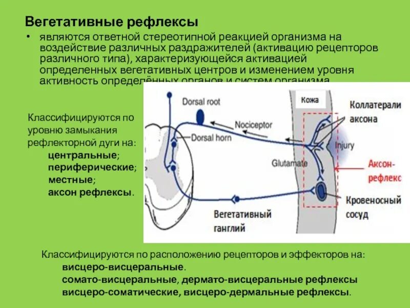 Вегетативный сосудистый рефлекс. Строение дуги вегетативного рефлекса. Периферические рефлексы ВНС. Схема рефлекторной дуги вегетативной нервной системы. Ответная реакция организма на внешнее воздействие
