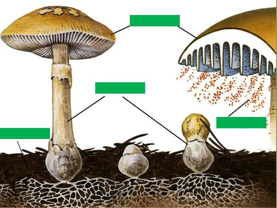 Мицелий шляпочных грибов. Строение шляпочного гриба и образование спор. Строение шляпки шляпочных грибов. Строение гриба мицелий споры. Размножение грибов мицелием.
