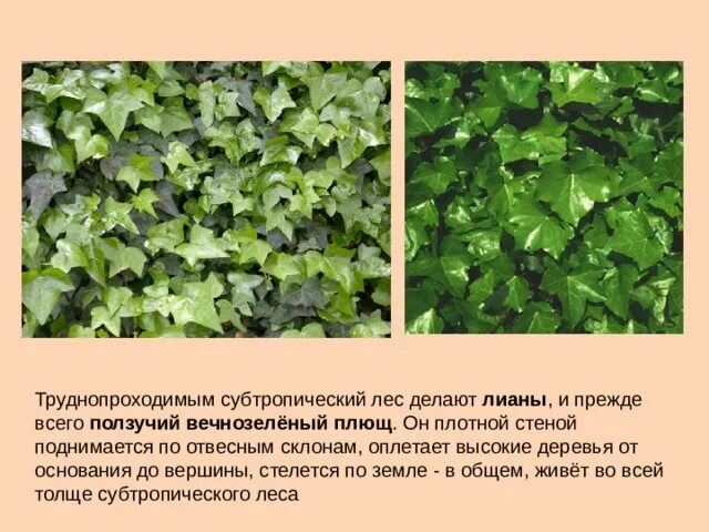 Плющ склонение. Крымский плющ вечнозеленый. Плющ вечнозеленый (Hedera).. Плющ в субтропиках.