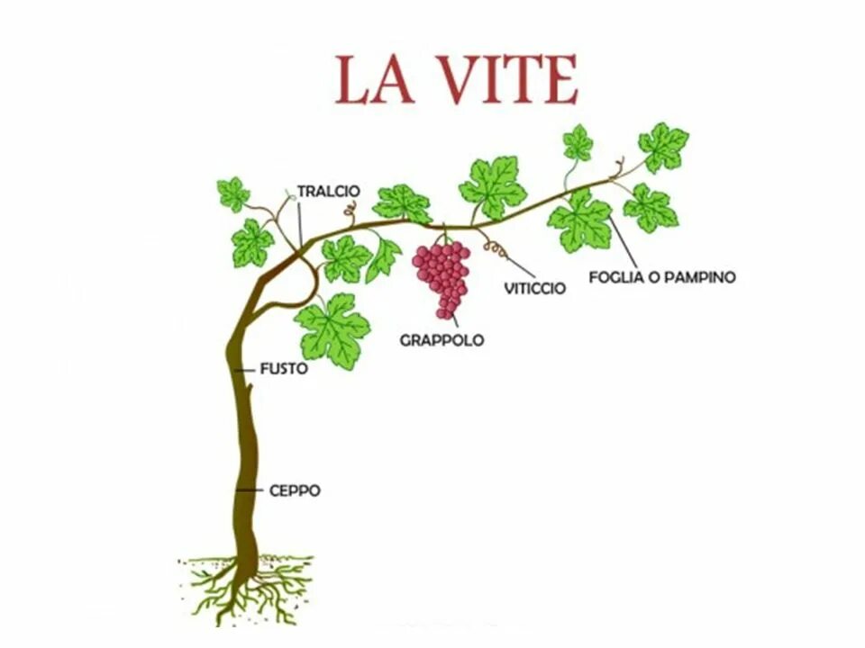 Vite example. Vite. to vite. vite fetch. image feyez vite.