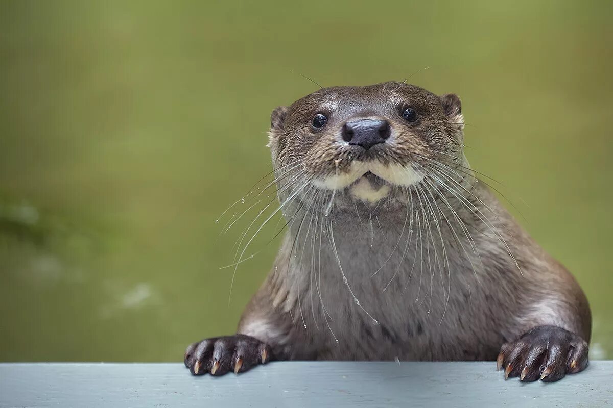 интересные факты про выдру. информация про выдру из красной книги. интересные факты про выдру. интересные факты про выдру. выдра описание.