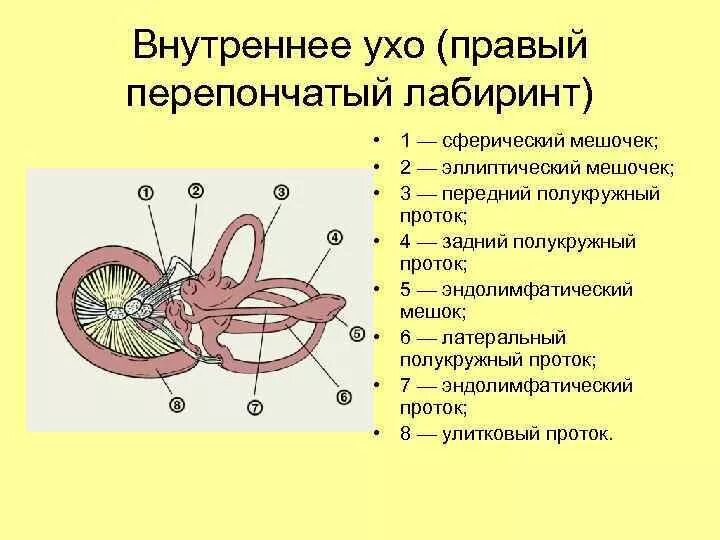 Перепончатый Лабиринт внутреннего уха строение. Перепончатый Лабиринт улитки внутреннего уха. Внутреннее ухо костный Лабиринт. Внутреннее ухо строение перепончатого Лабиринта. Внутреннее ухо кровообращение