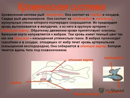 Замкнутая кровеносная система состоит из
