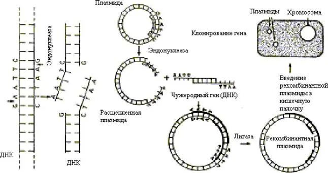 Метод рекомбинантных плазмид схема. Этапы генной инженерии схема. Схема получения рекомбинантной плазмиды. Ген \инсулина схема.