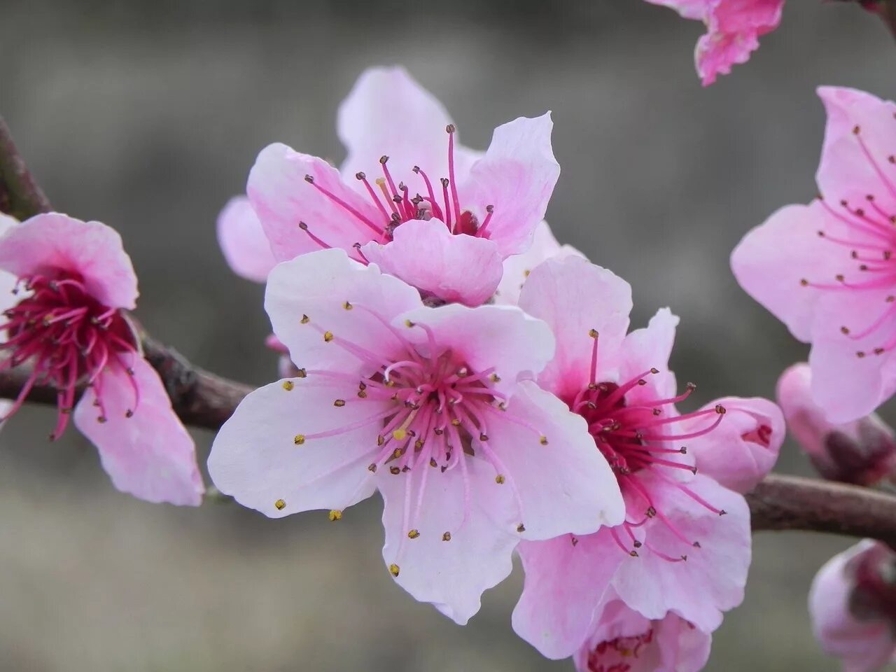 Цветущее дерево персика. Персик с колокольчатым цветком. Цветы нектарина. Персиковое дерево цветение. Нектарин цветет.