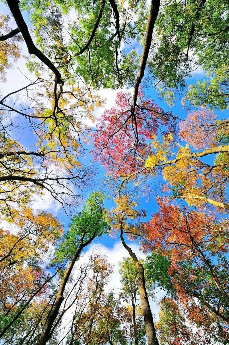 Времена года 5 октября. Краски осени. Яркие краски природы. Яркие краски осени. Осенние краски природы.