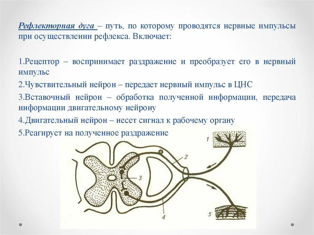 Последовательность этапов нервного импульса. Передача нервного импульса в рефлекторной дуге. звенья рефлекторной дуги и их функции. передача нервного импульса по рефлекторной дуге в цнс. рецептор рефлекторной дуги.