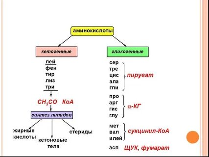 Гликогенные аминокислоты это