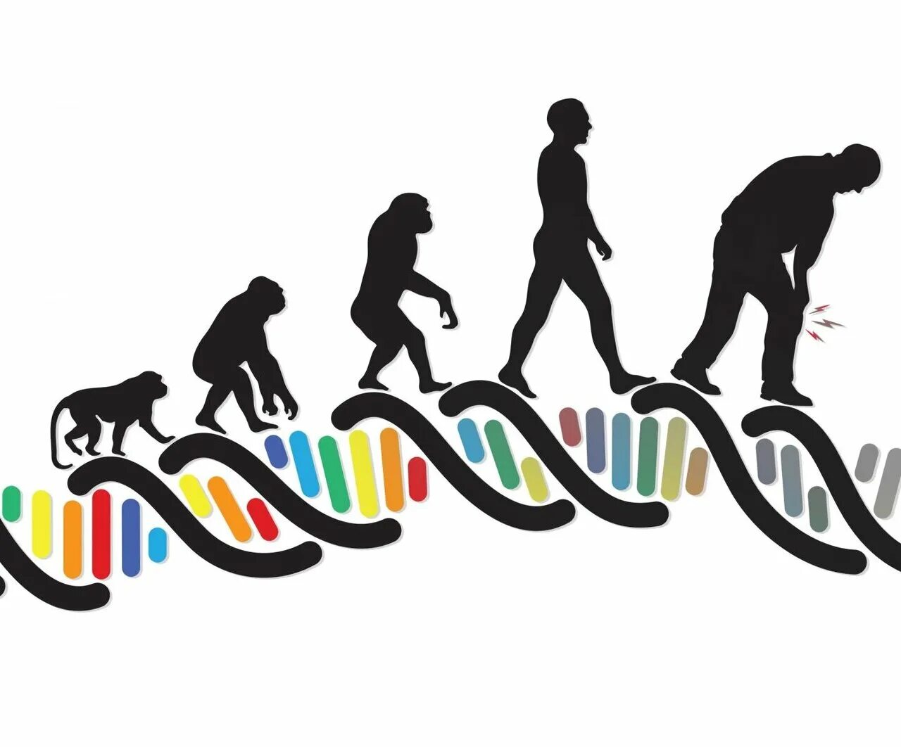 Evolution study