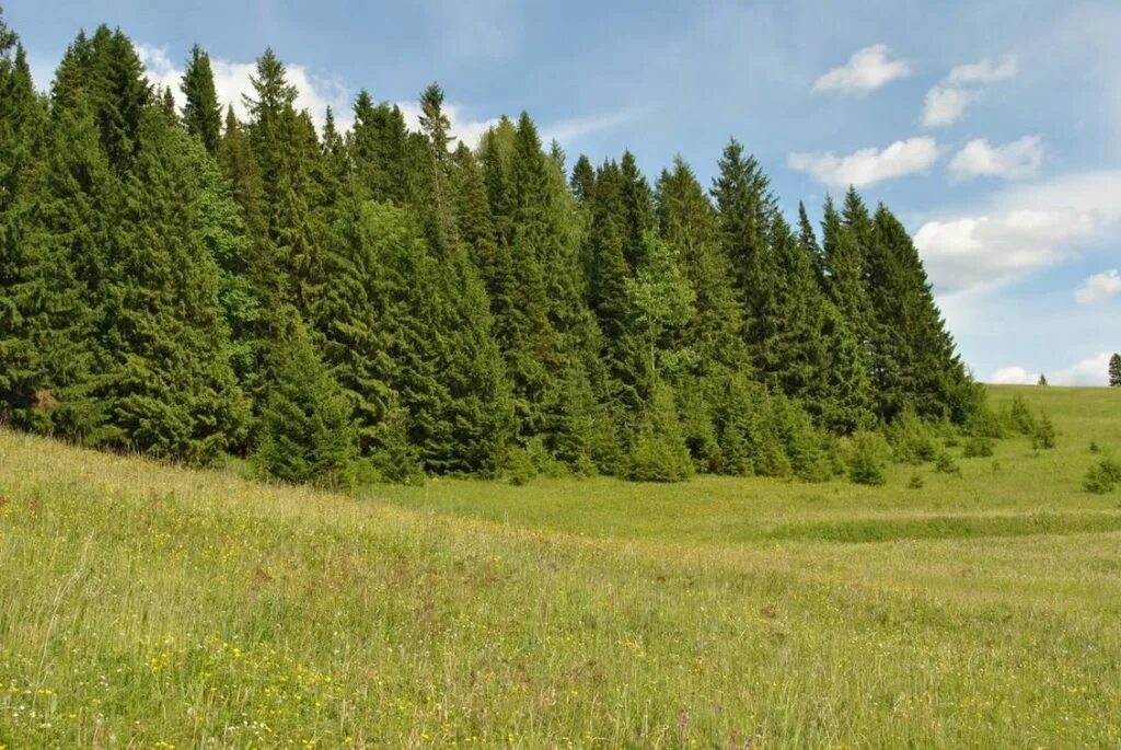 Село хвойный. Пихтово-еловый лес Пермского края. Елово пихтовые леса Пермь. Пихтово-еловые леса Урала. Пихтовый лес Удмуртии.