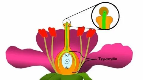 Жеке екі адам мас семіз әйелді блять