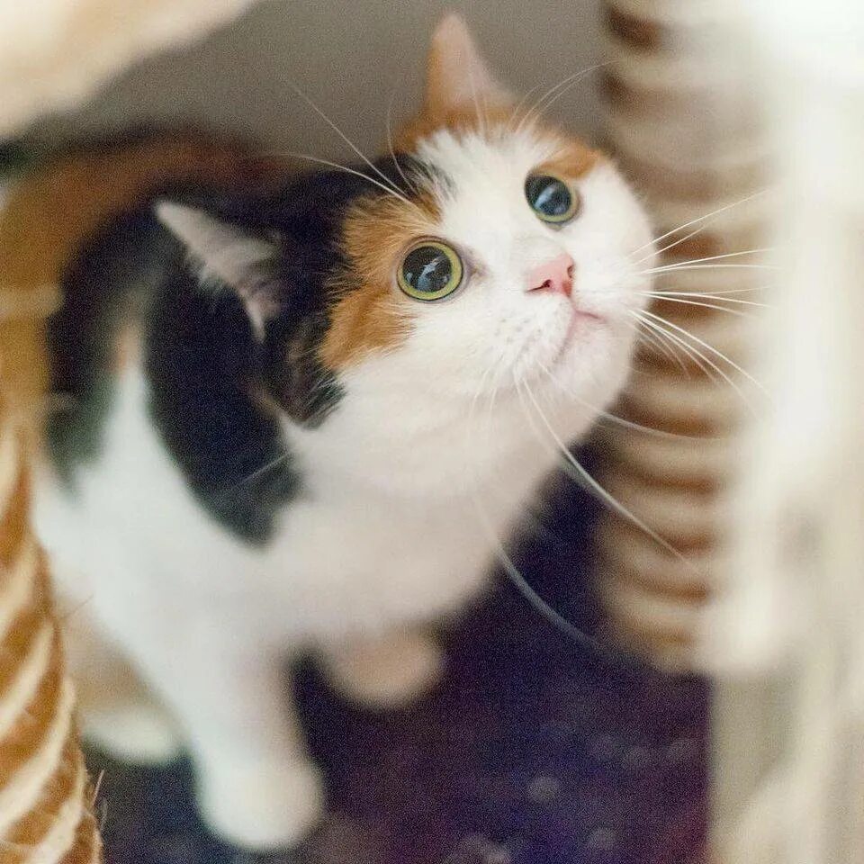 Пол трехцветного котенка. Порода Калико. Сибирская кошка трехцветная короткошерстная. Сибирская Калико кошка. Трехцветный кот Калико.