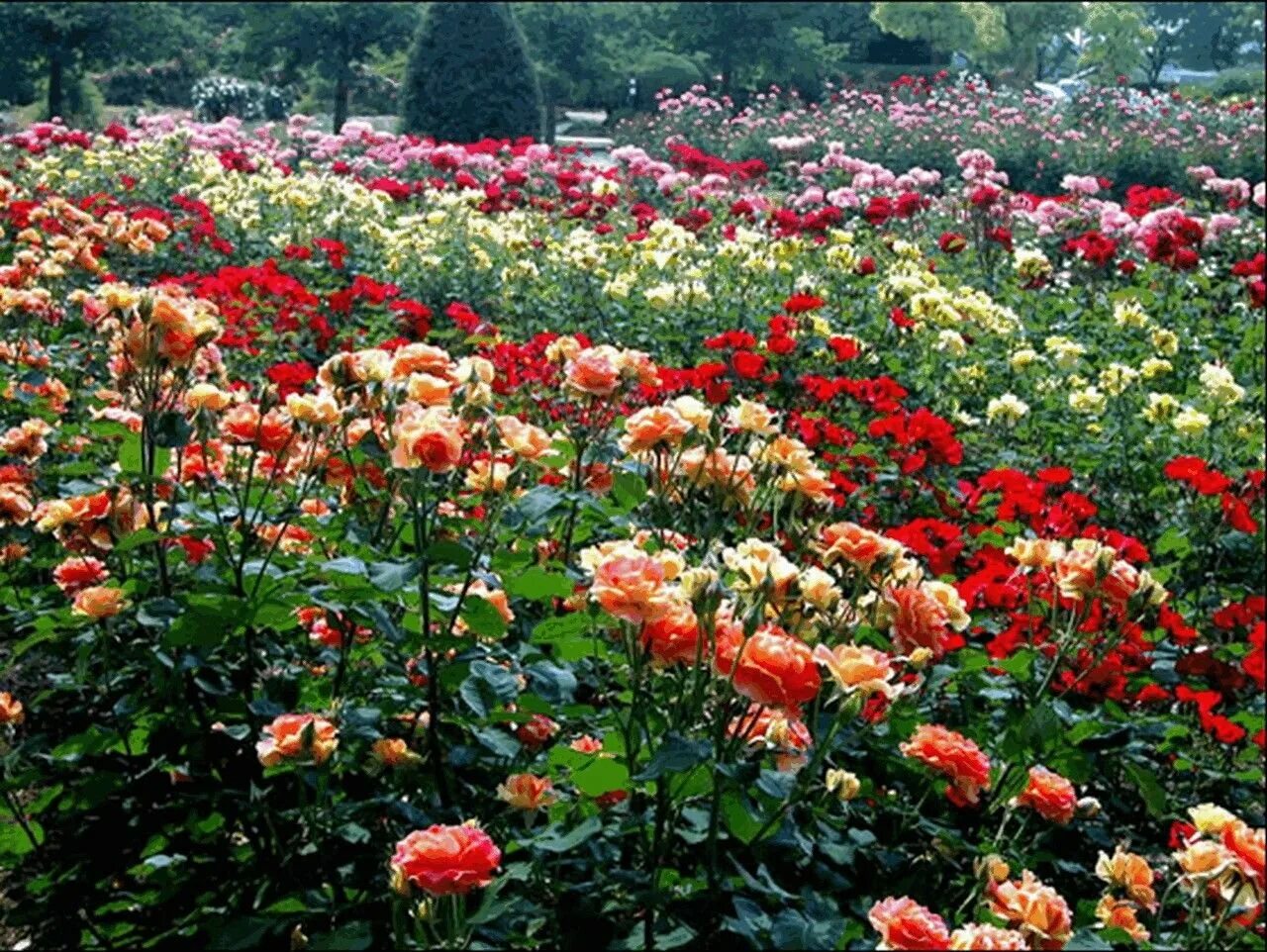 Риджентс парк в лондоне сад роз. Сады королевы марии риджентс парк лондон. Розы растут на клумбах. Розариум в ландшафте. Розы растут на клумбах.