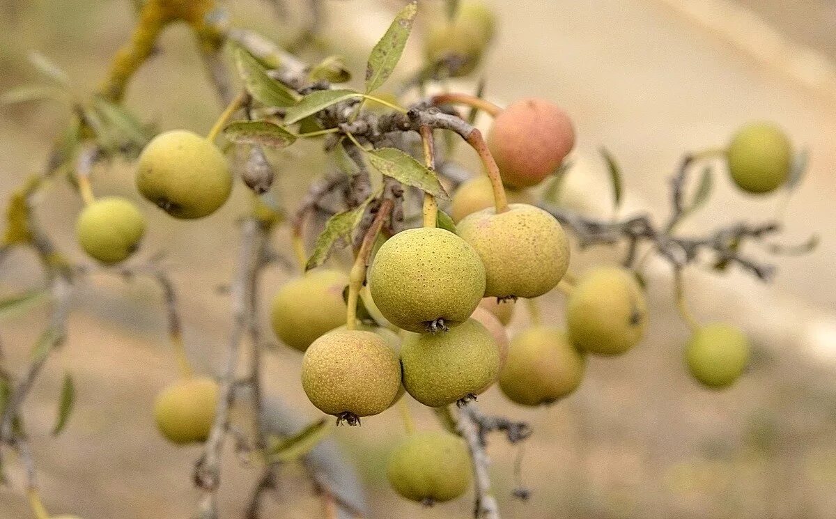 лесная груша дичка. груша лохолистная. лесная груша дичка. груша дичка. груша дичка дерево.