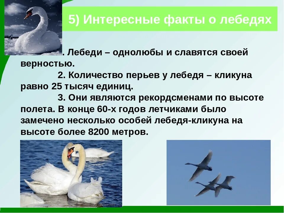 Сравнение в рассказе лебедушка. Факты о лебедях. Удивительные факты о лебедях. Интересные факты о лебедях короткие. Интересные факты о лебедях для детей.