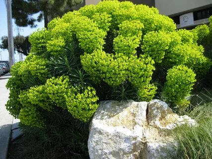 Молочай куст