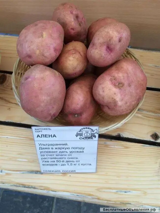 Картофель Алена. Сорт картофеля Алуэт. Семенной картофель Алуэт.