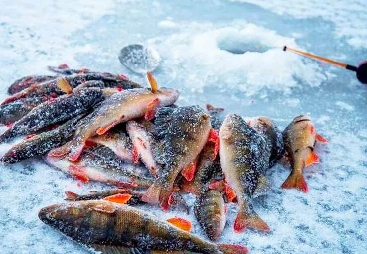 Лов зимой. Зимняя рыбалка. Рыбная ловля зимой. Рыба на льду. Зимняя рыбалка на льду.