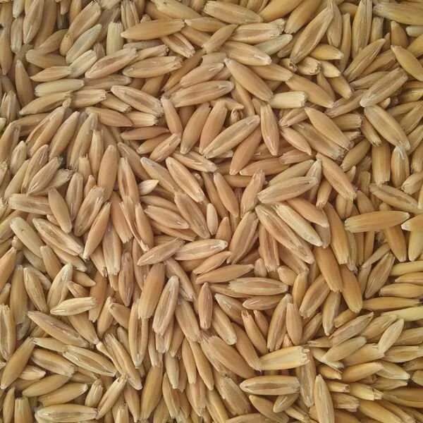 Овес тонна. Овес. Овес зерно. Овес картинки. Пшеница неочищенная.