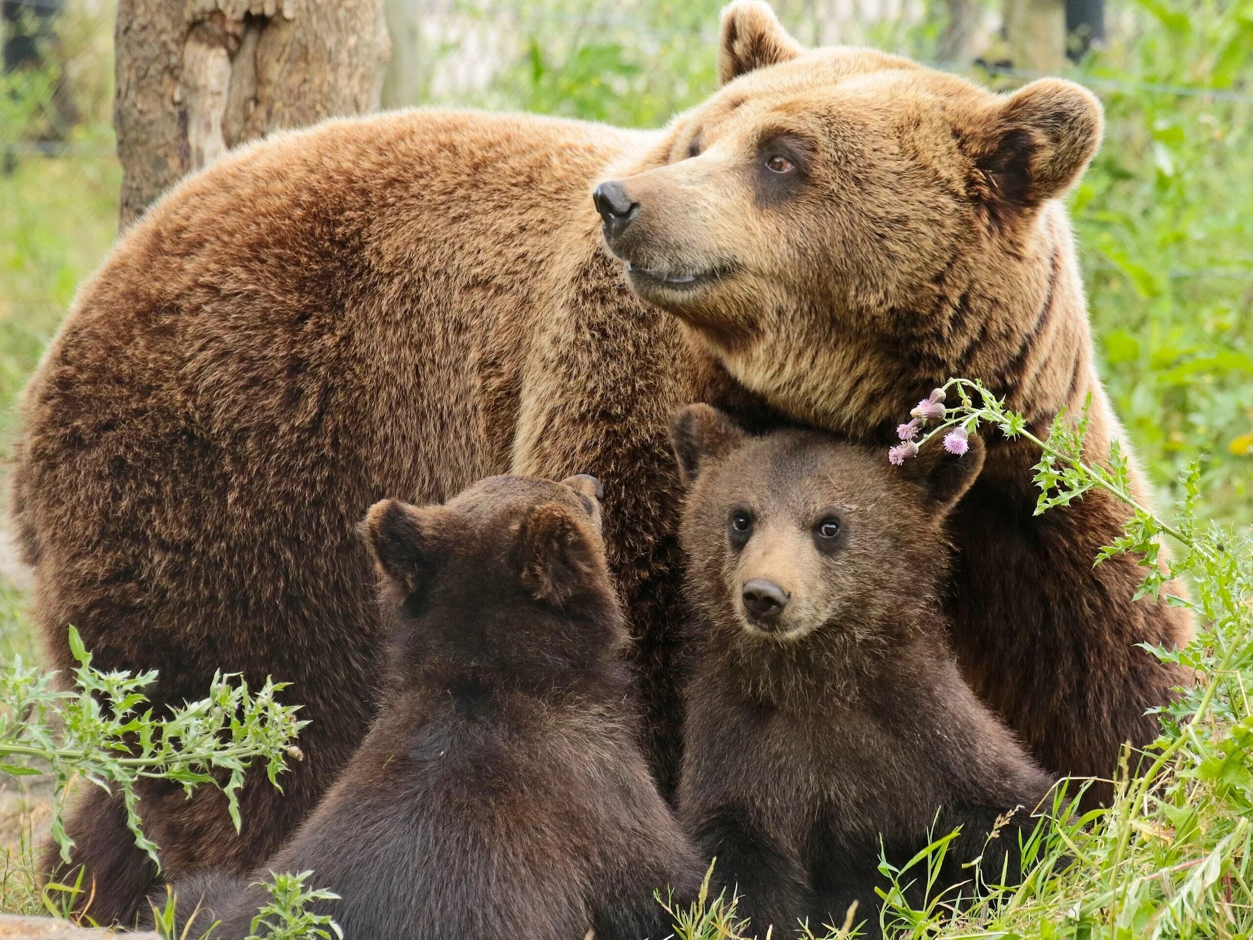 Бурый медведь с медвежатами. Детеныш бурого медведя. Медведь Гризли семейство. Семья медведей медведь Медведица медвежата. Co ours