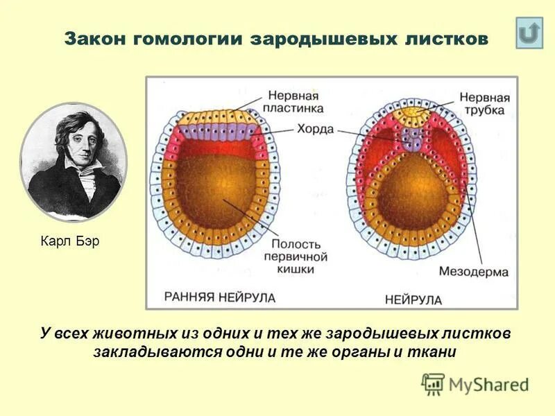 Какой зародышевый листок формируется на стадии. Закон гомологии зародышевых листков. Происхождение тканей зародышевые листки. Зародышевые слои. Эволюция зародышевых листков.