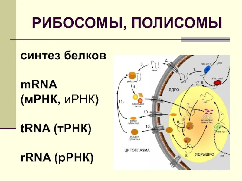 Синтез белков ядра происходит в. Биосинтез белка полисома. Синтез белков в рибосомах. Рибосомы синтезируют белок. Синтез белка на рибосомах.