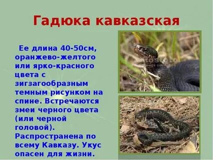 Краткое сообщение о гадюке