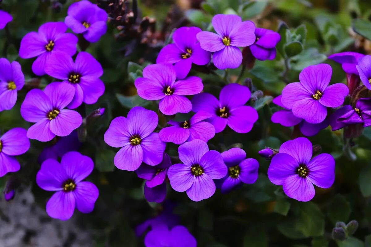 Почвопокровные многолетники обриета. Агератум, обриета, алиссум. Почвопокровные многолетники обриета. Обриета дельтовидная. Обриета дельтовидная аубреция.