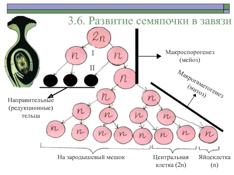 Гаметогенез и спорогенез. Формирование яйцеклетки у растений. Оплодотворение у растений макроспорогенез. Макроспорогенез и макрогаметогенез. Образование яйцеклетки у цветковых растений.