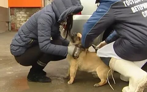 Собака прививка москва