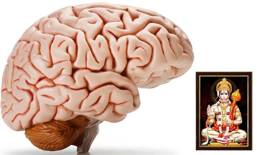 Головной мозг. Головной мозг картинка.