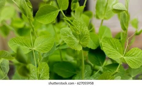 Pea shoot