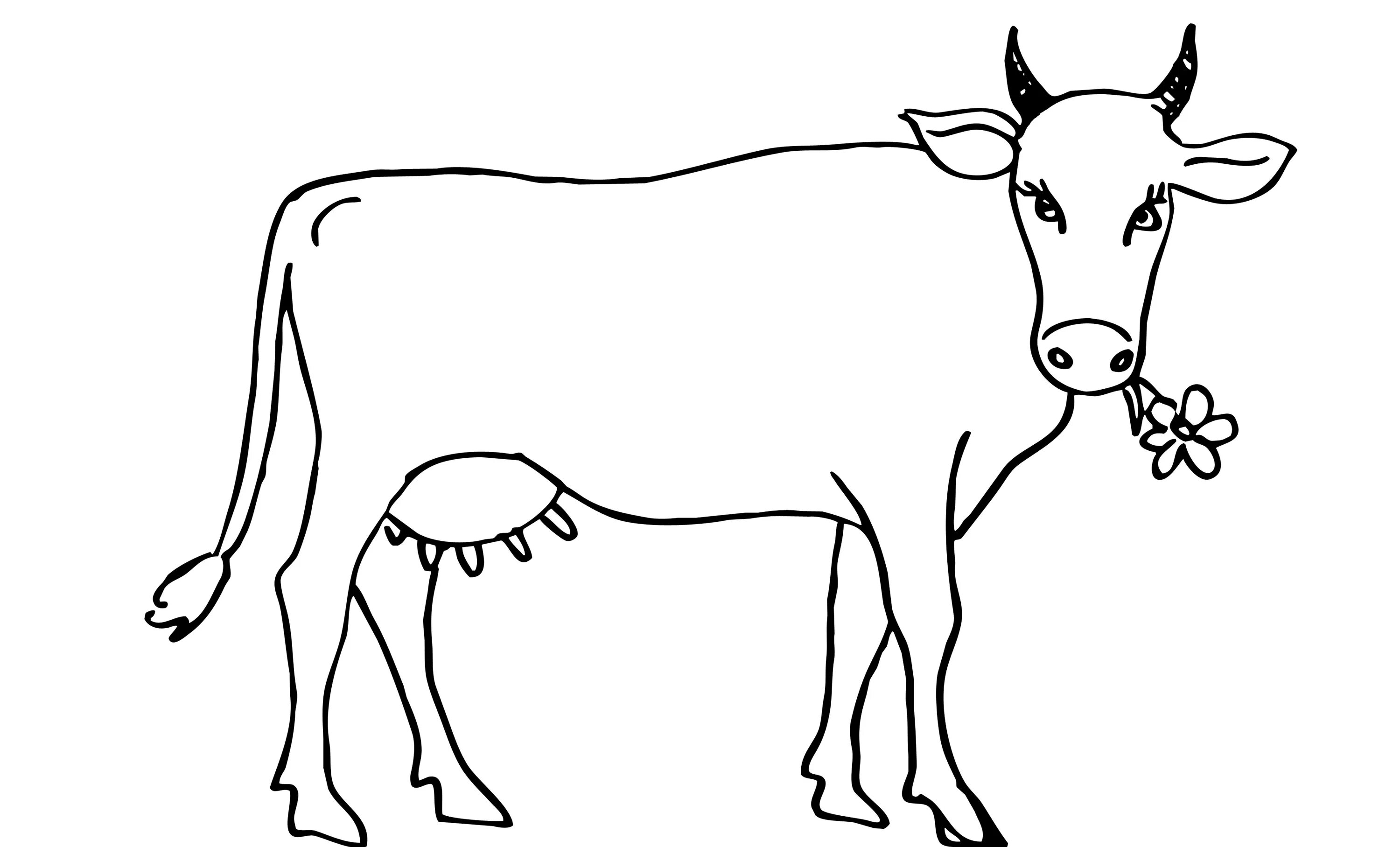 Раскраски для детей 3 года коровы. Корова картинка для детей раскраска. Раскраска корова. Корова раскраска для детей. Картинки для раскрашивания корова.