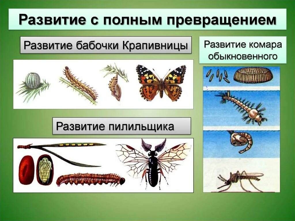 Организмы с полным превращением