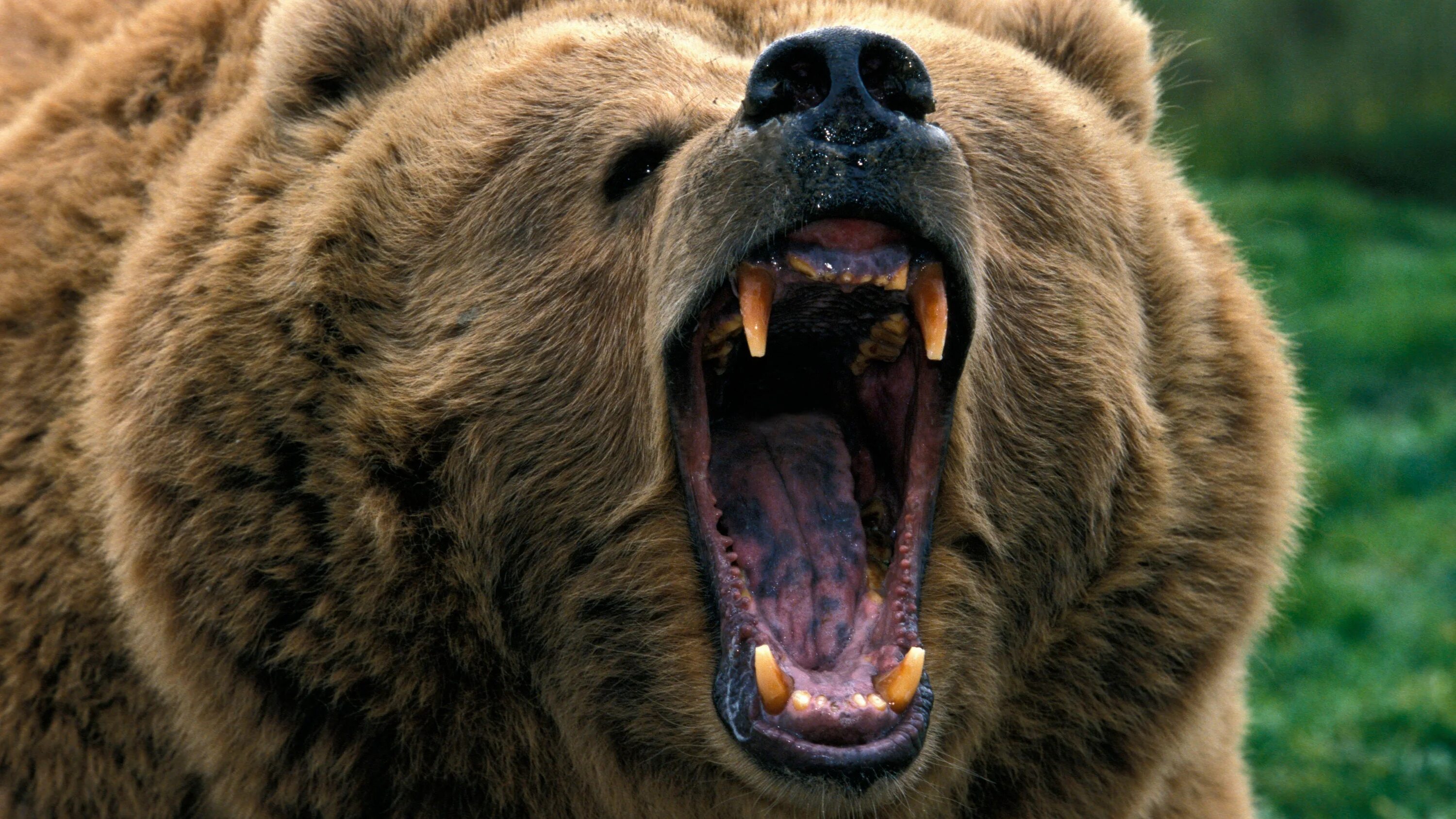 Русский медведь. Бешеный кот. Dangerous hunts 2011. Оскал медведя. Медведь гризли злой арт.