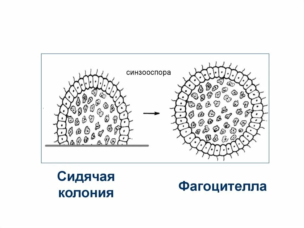 Появление многоклеточности привело. Теория фагоцителлы Мечникова. Мечников фагоцителла. Гипотеза фагоцителлы Мечникова. Гипотеза синзооспоры Захваткина.