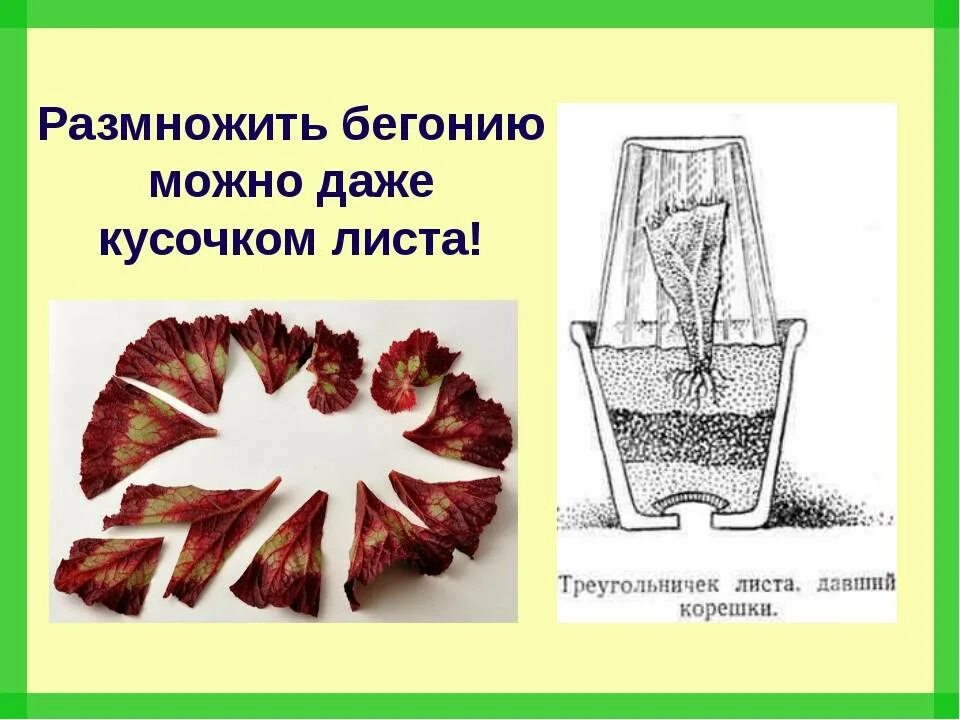 Вегетативное размножение бегонии. Бегония рекс размножение черенками. Вегетативное размножение листа бегонии королевской. Способы вегетативного размножения бегонии. Размножение бегонии вечноцветущей листом.