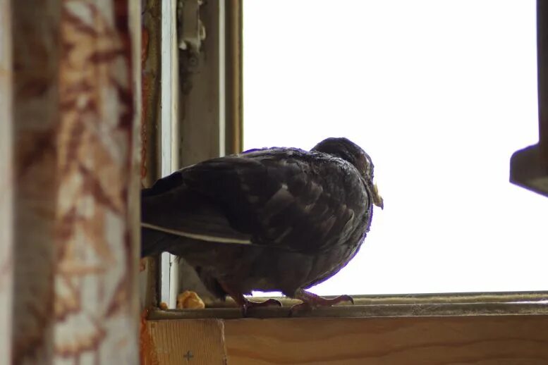 Сонник птица в окно