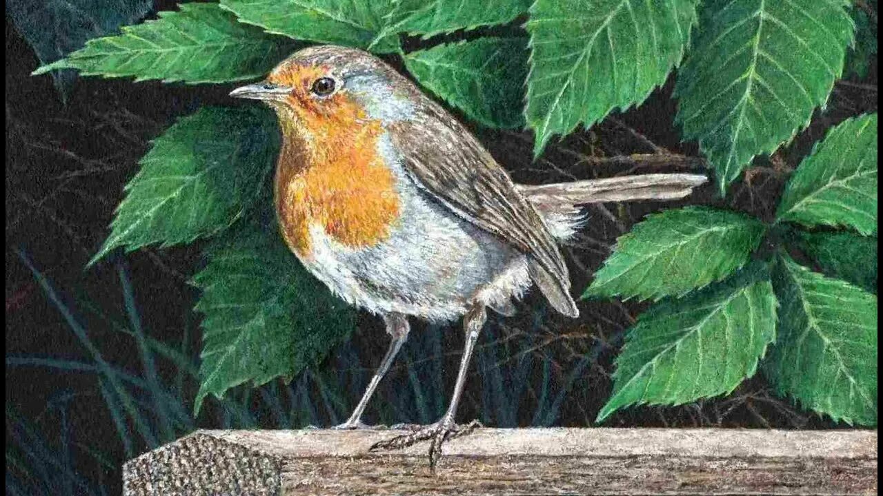 Bird of time. A Robin Bird England. Robbin Realist PNG.