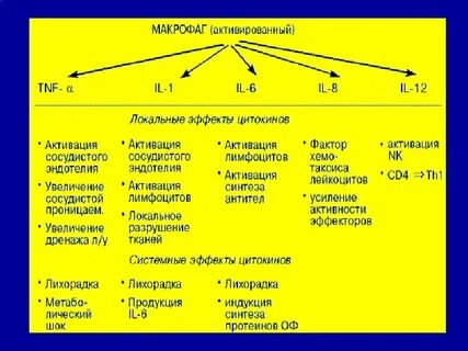 Активация макрофагов