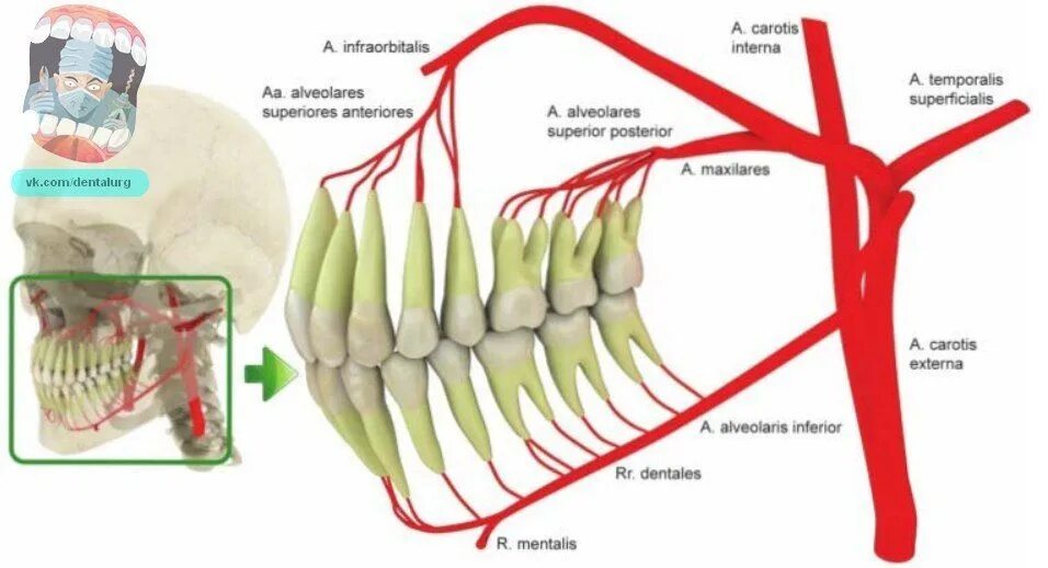 Кровоснабжение зубов нижней челюсти. Схема иннервации и кровоснабжения зубов. Кровоснабжение зубов верхней и нижней челюсти анатомия. Кровоснабжение зубов верхней челюсти.