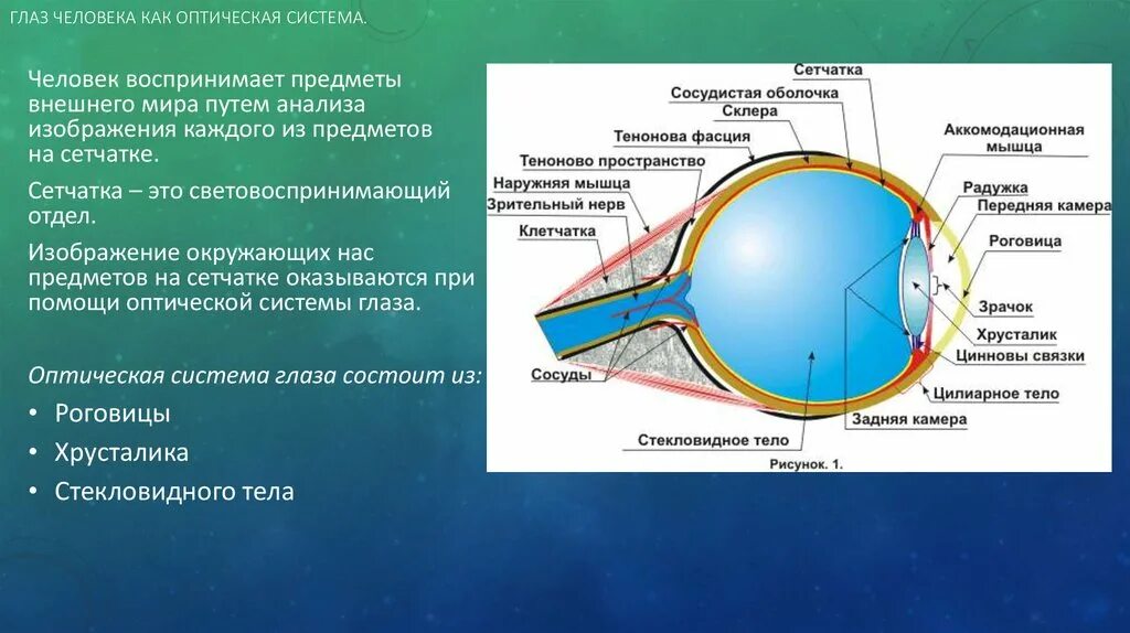 Изображение на сетчатке глаза появляется. Строение человеческого глаза как оптической системы. Глаз как оптическая система физика строение глаза. Строение глаза человека как оптической системы. Упрощенная оптическая схема глаза.