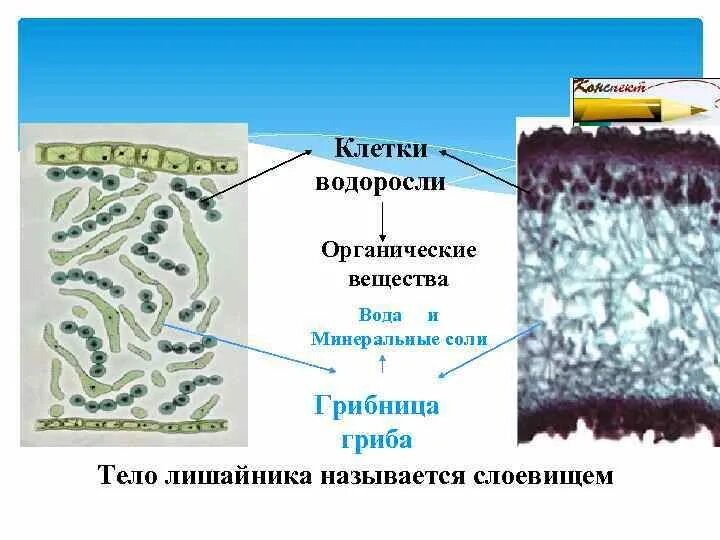 Какое тело лишайника. Тела лейшаника называется-. Как называется тело лишайника. Клетки водоросли в теле лишайника. Водоносные клетки у мхов.