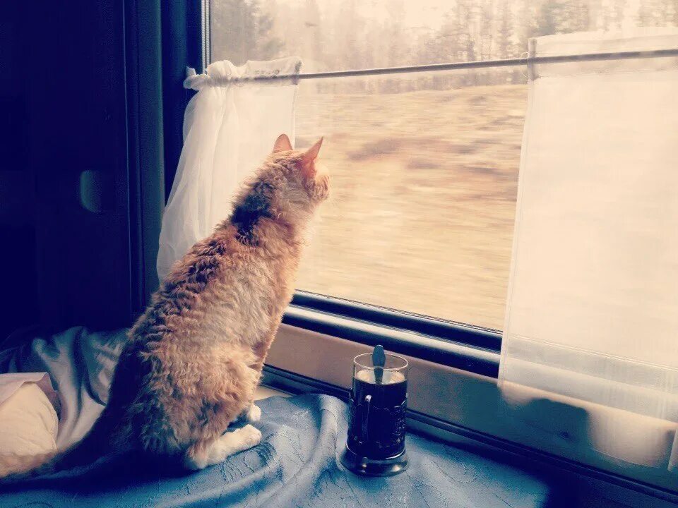 Кот ехал по билету. Кот в поезде. кошка в электричке. кошка едет в поезде. кот в купе.