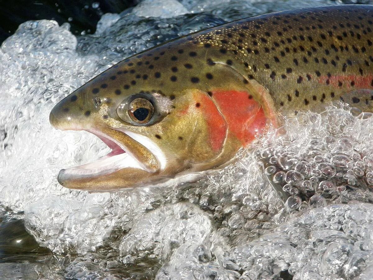 самые популярные сорта рыбы. какая речная рыба полезна. белая нежирная рыба для диеты список. польза рыбы. треска сообщение.
