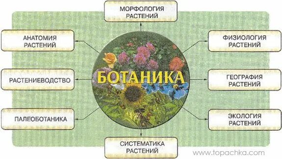 Какую природу изучает биология. Ботаника изучает растения. ботаника биологическая наука. разделы растений биология. ботаника разделы биологии.