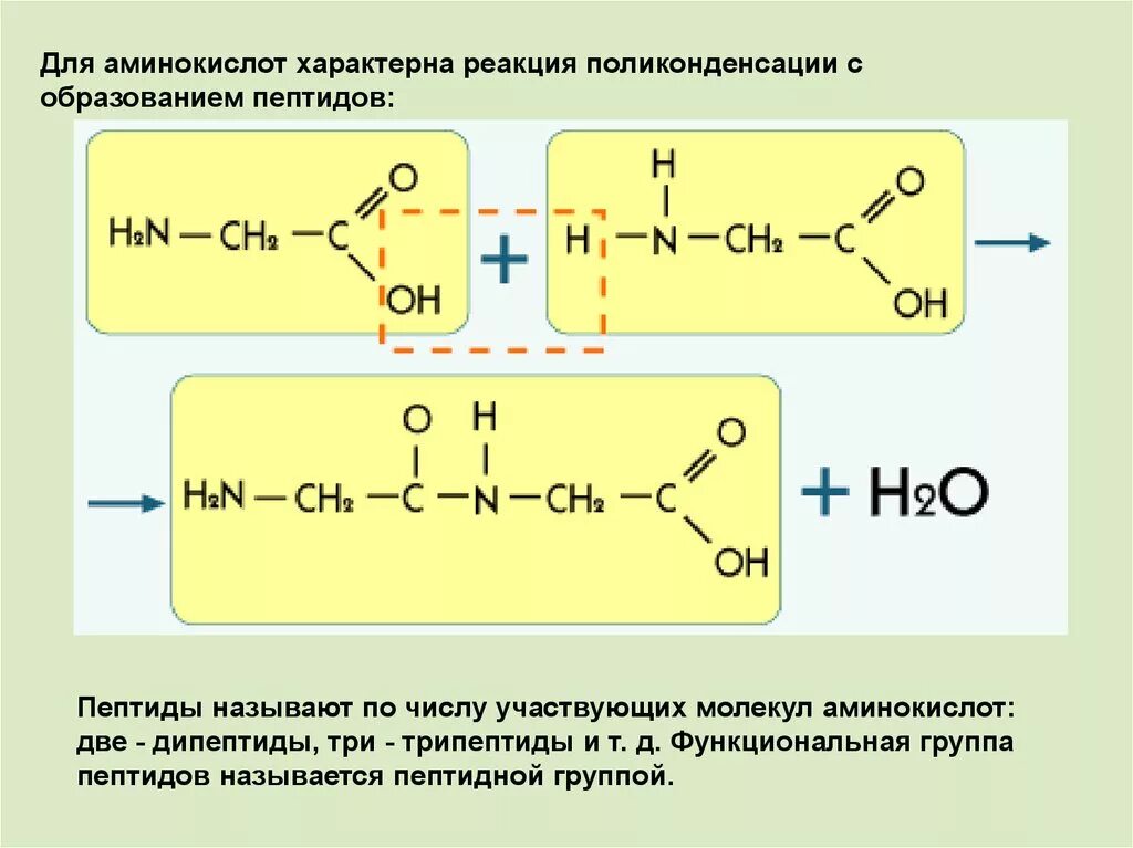 Реакция поликонденсации аминокислот образование пептидов. Уравнение реакции поликонденсации аминокислот в полипептид. Реакции поликонденсации аминокислот образования пептидной связи. Реакция поликонденсации аминоуксусной кислоты. Полипептиды образуются в результате поликонденсации